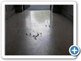Pavimento in marmo 'BOTTICINO' prima della levigatura